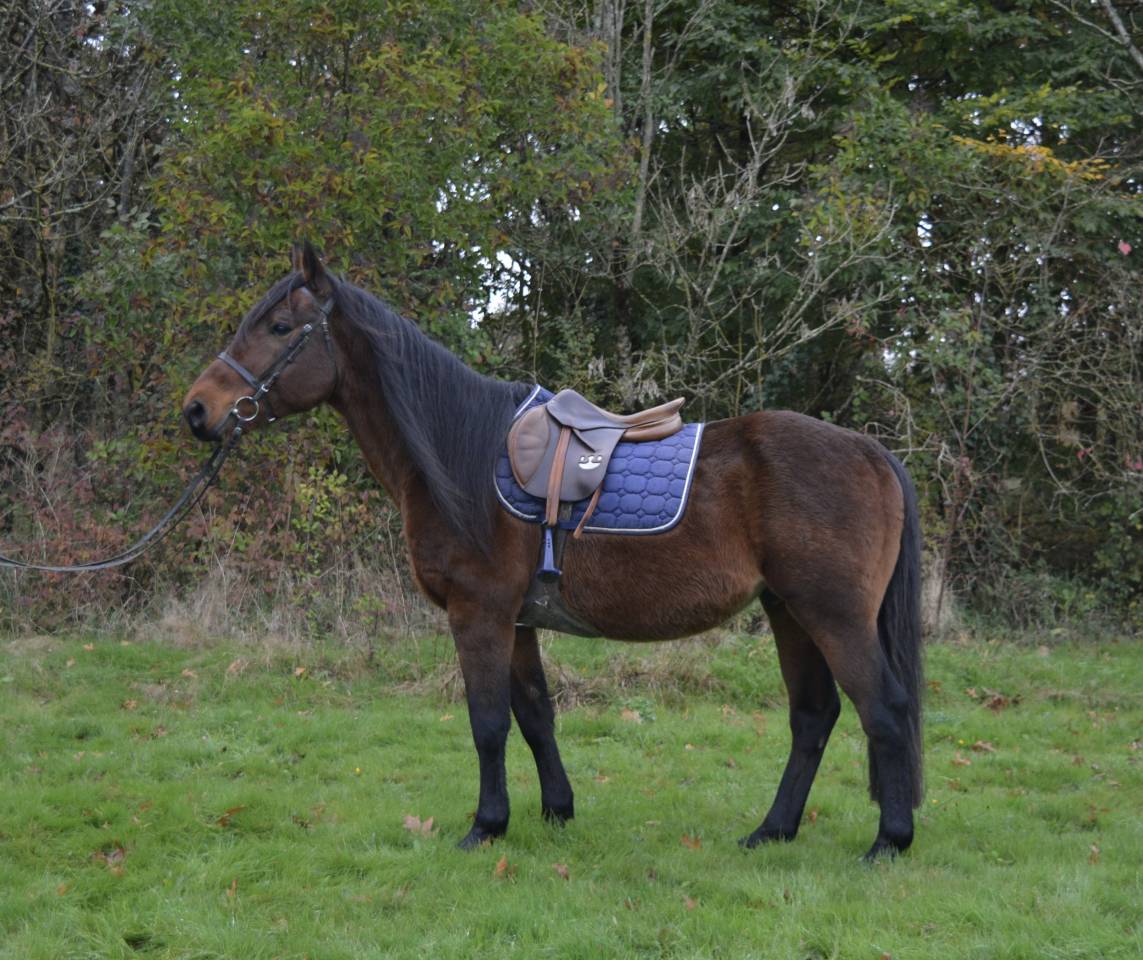 Caballo castrado Origen No Constatado En venta 2014 Bayo