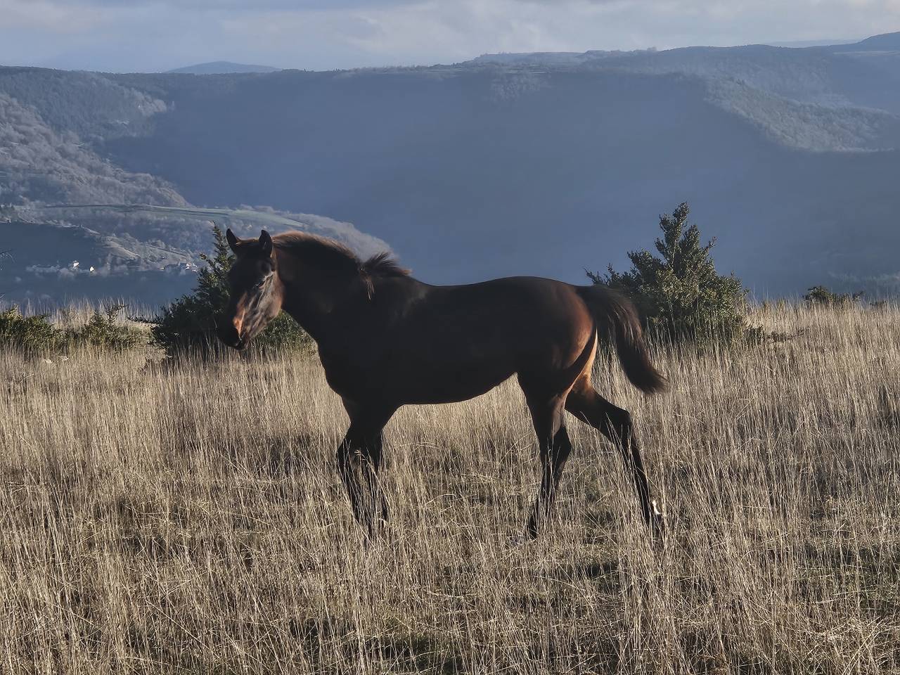 Potranca Silla Francés En venta 2024 Bayo moreno por Conthargos