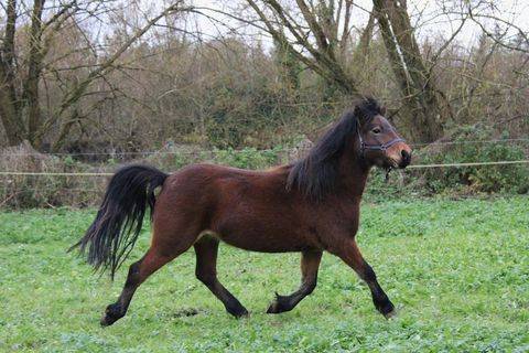 Yegua Dartmoor En venta 2022 Bayo