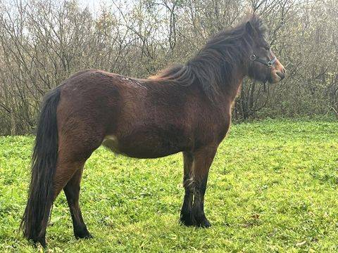 Yegua Dartmoor En venta 2022 Bayo