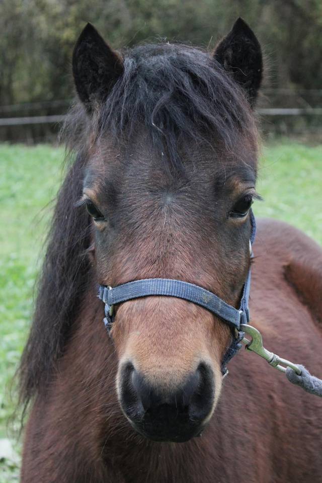 Yegua Dartmoor En venta 2022 Bayo