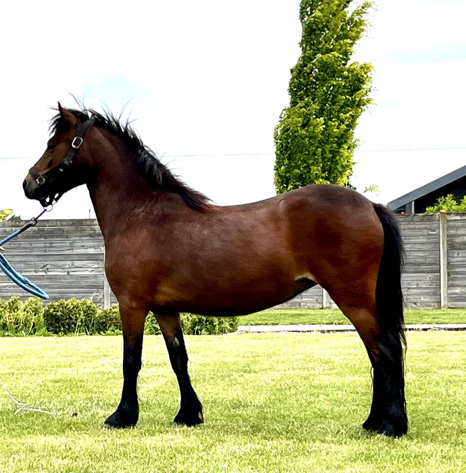 Yegua Dartmoor En venta 2022 Bayo