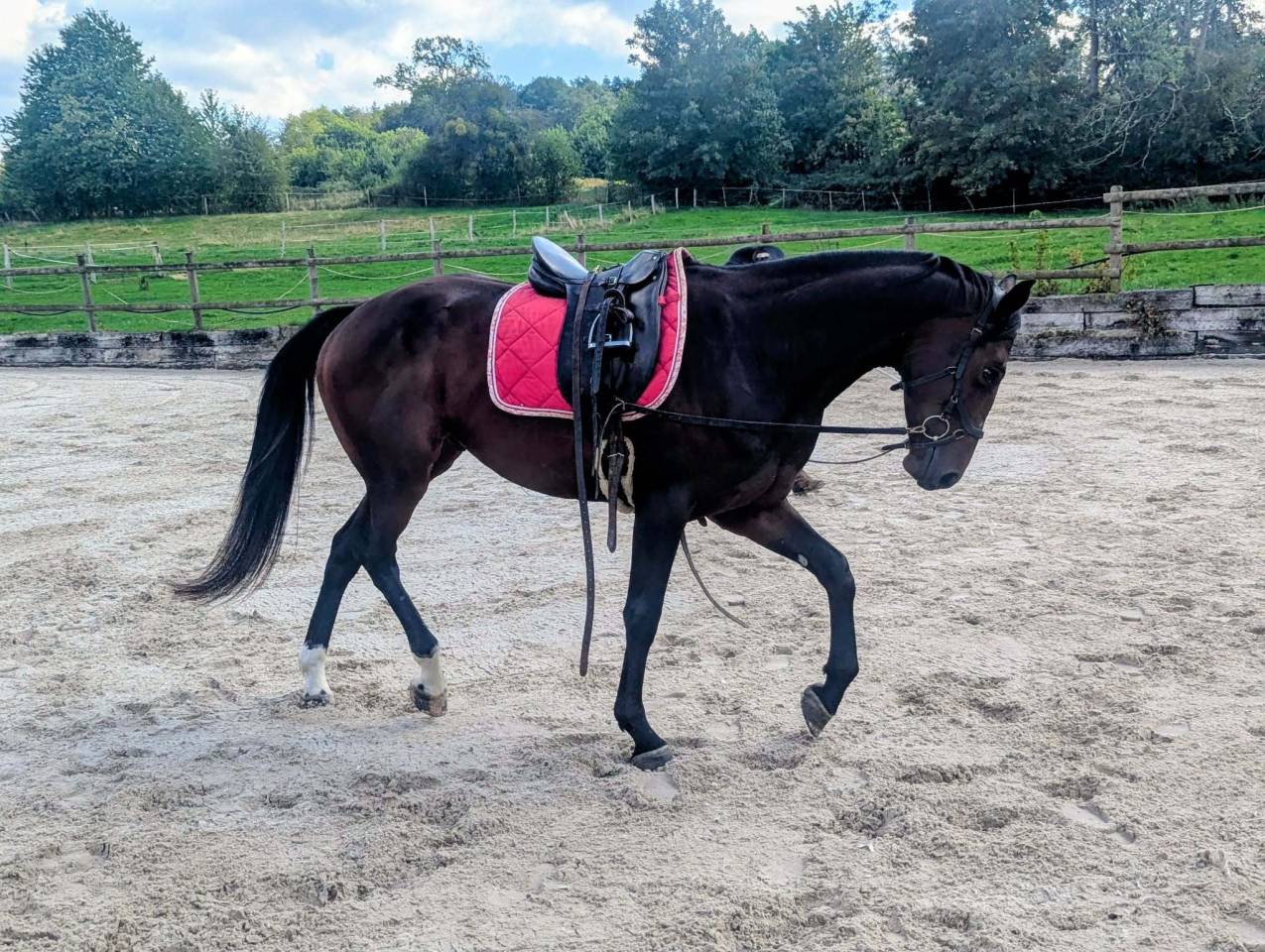 Caballo castrado sBs Caballo de Deporte Belga En venta 2023 Bayo por Dollar du Rouet