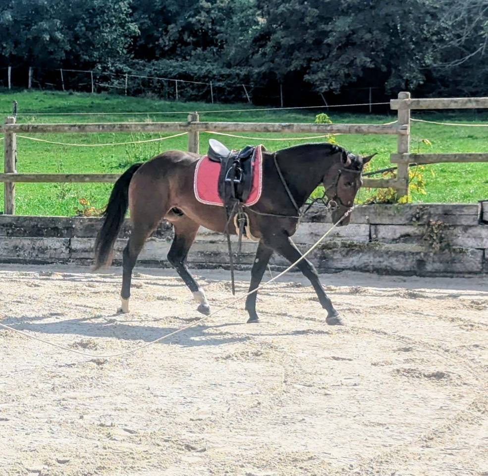 Caballo castrado sBs Caballo de Deporte Belga En venta 2023 Bayo por Dollar du Rouet