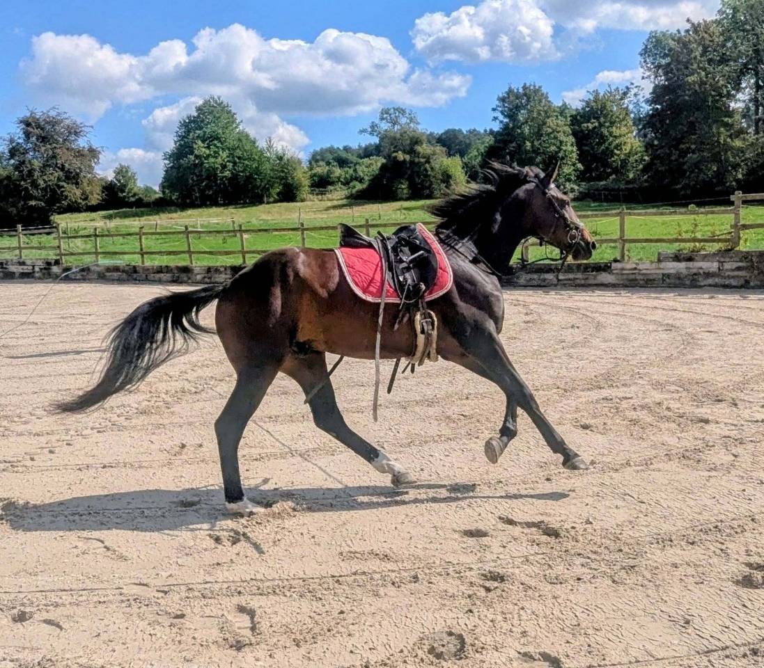 Caballo castrado sBs Caballo de Deporte Belga En venta 2023 Bayo por Dollar du Rouet