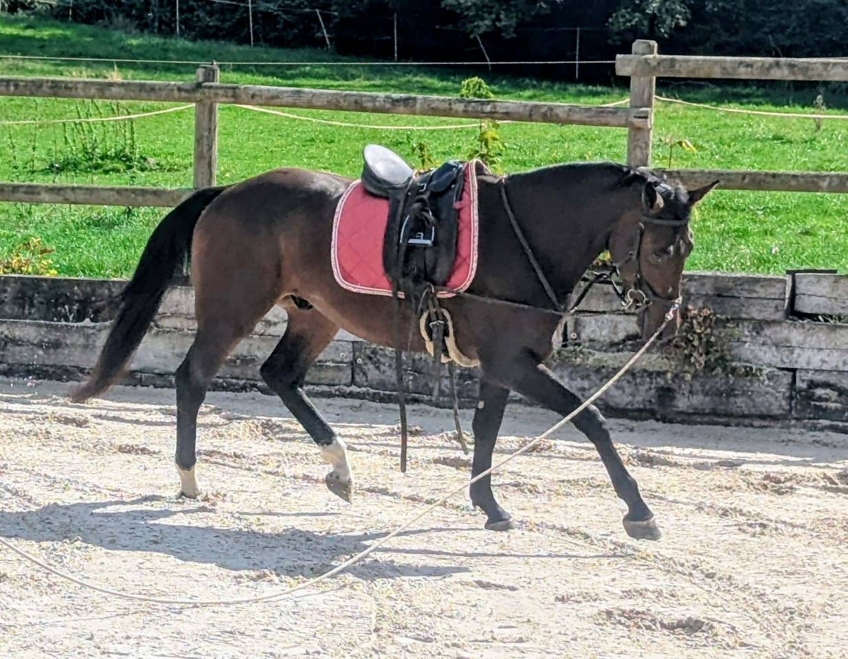Caballo castrado sBs Caballo de Deporte Belga En venta 2023 Bayo por Dollar du Rouet