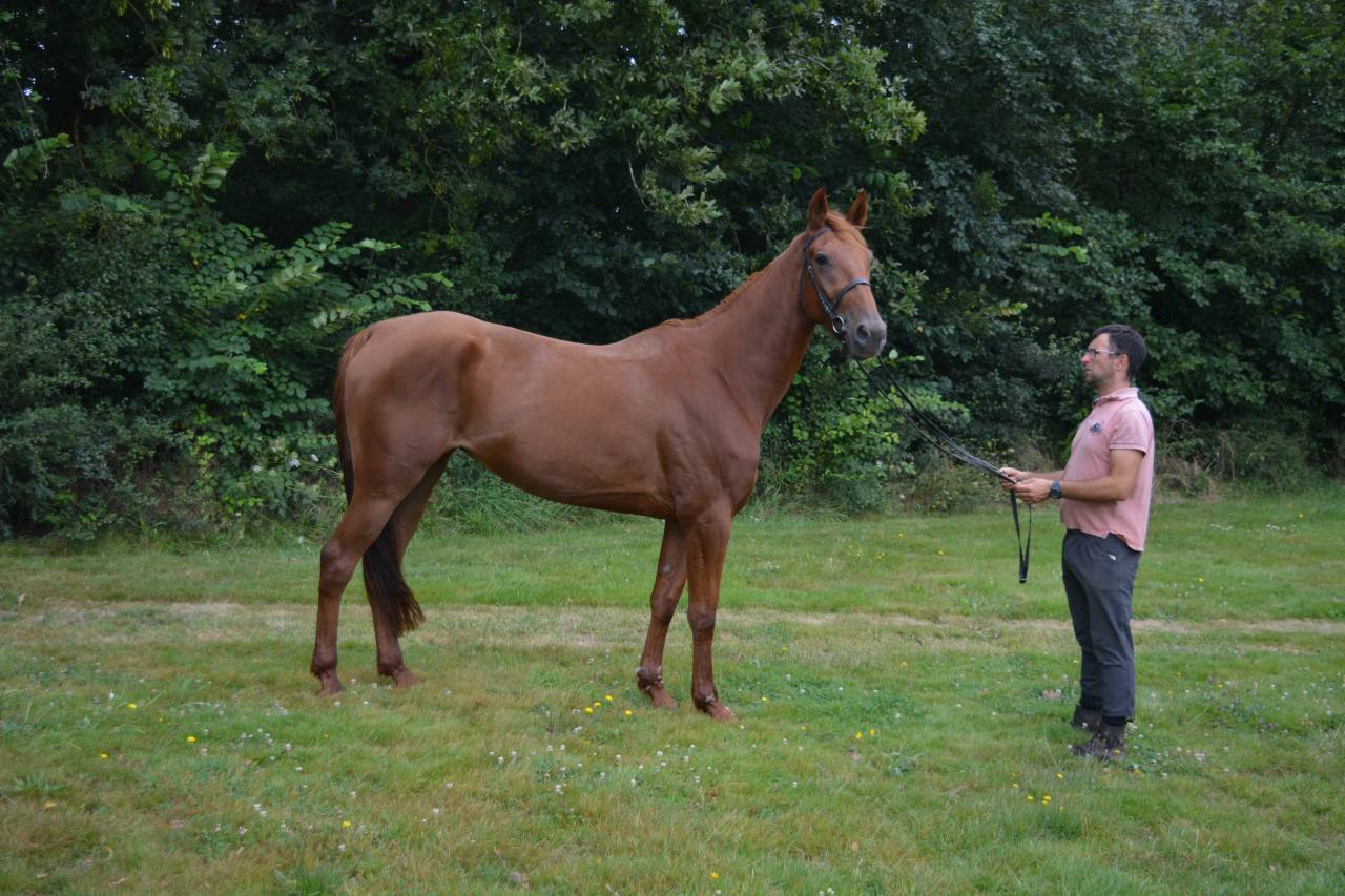 Yegua Trotón Francés En venta 2020 Alazán