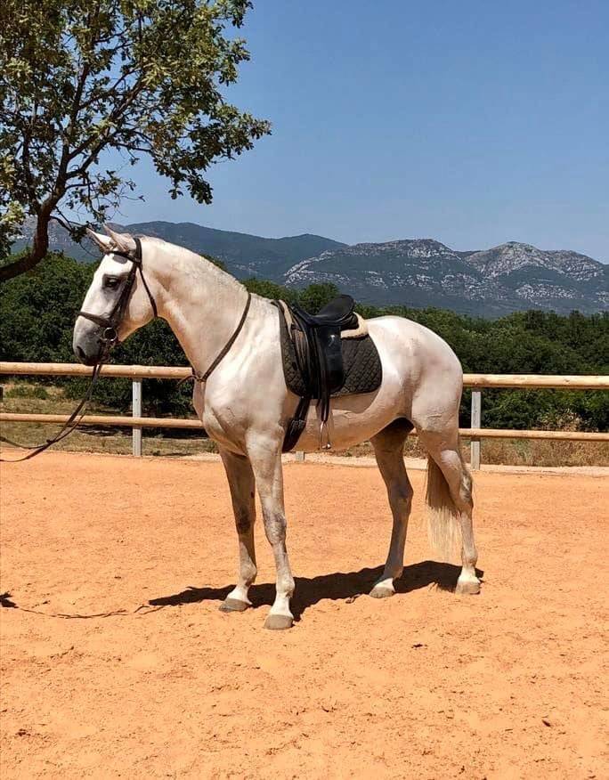 Caballo castrado Lusitano En venta 2017 Tordo por ARAGAO (PRT)