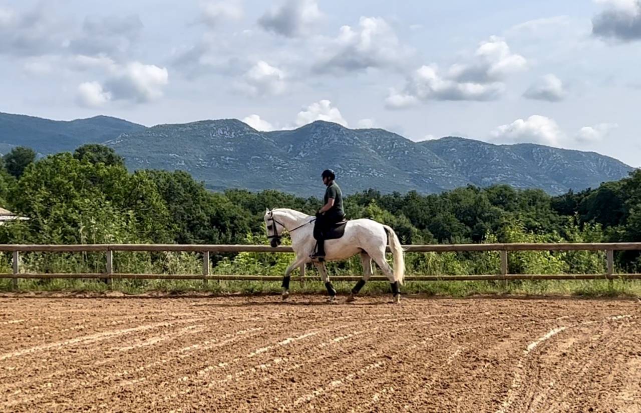 Caballo castrado Lusitano En venta 2017 Tordo por ARAGAO (PRT)