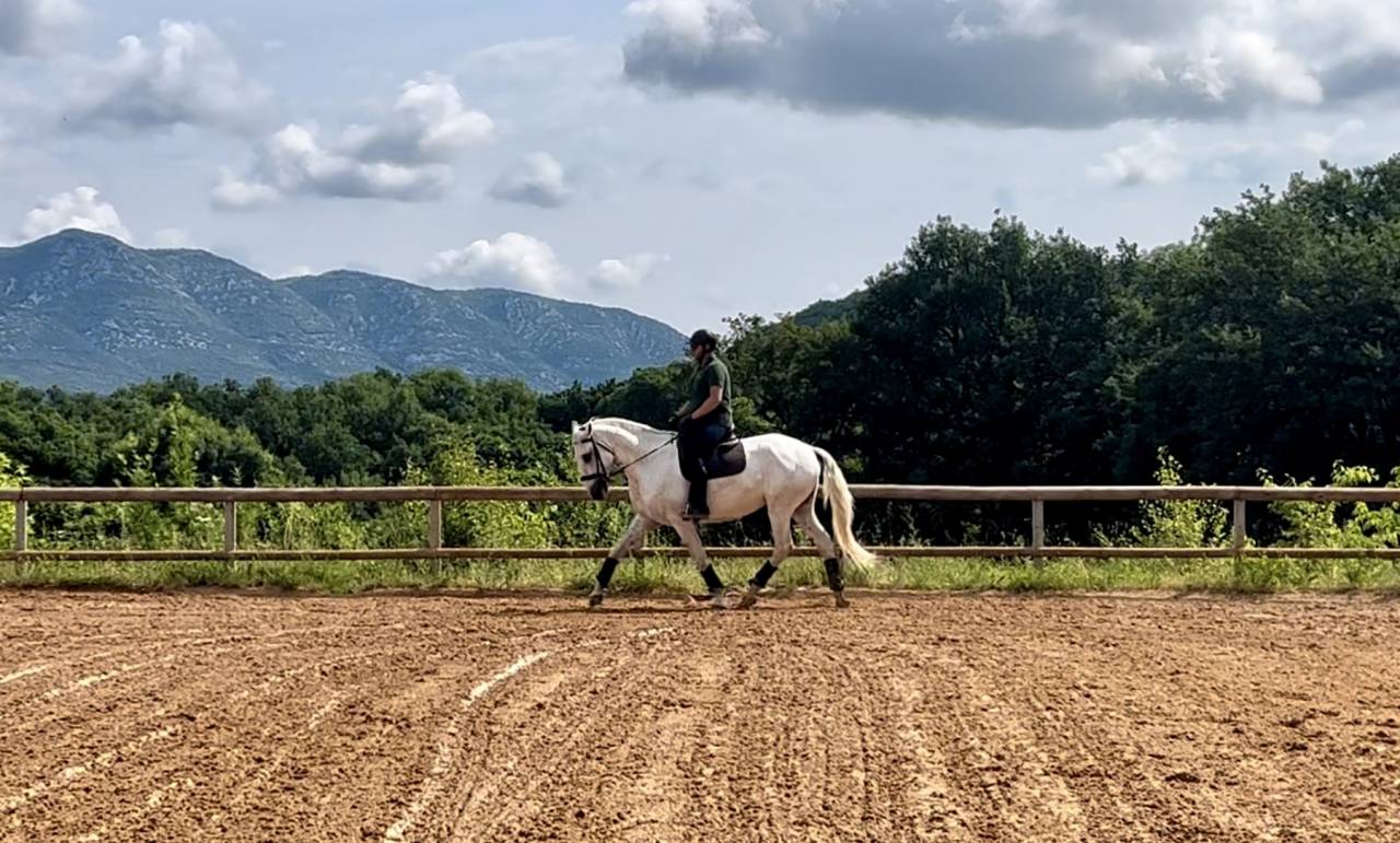 Caballo castrado Lusitano En venta 2017 Tordo por ARAGAO (PRT)