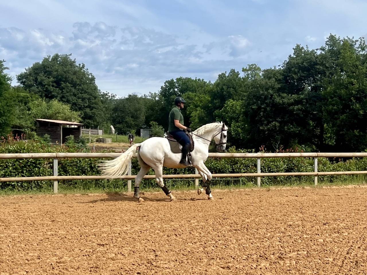 Caballo castrado Lusitano En venta 2017 Tordo por ARAGAO (PRT)