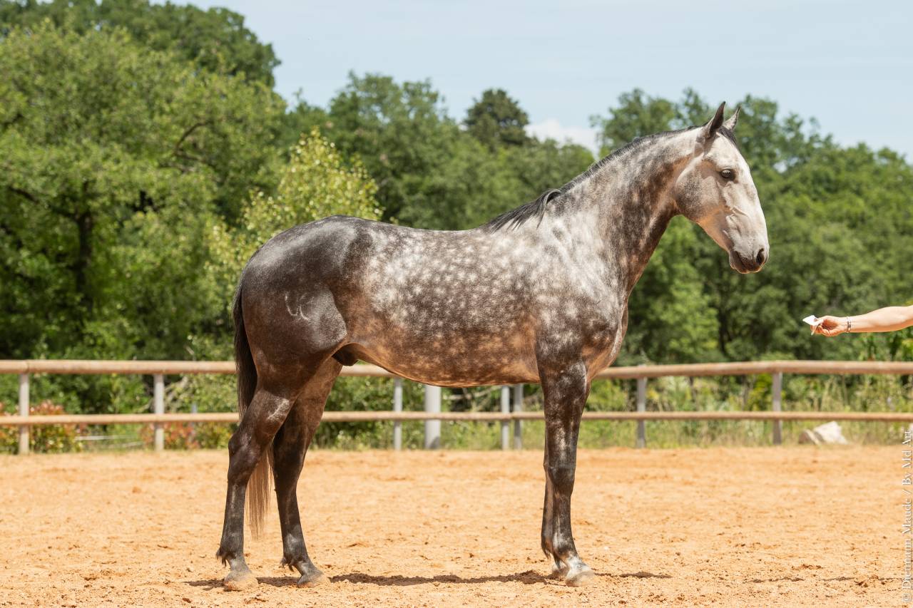 Caballo castrado Lusitano En venta 2018 Tordo por Soberano du Fesquet