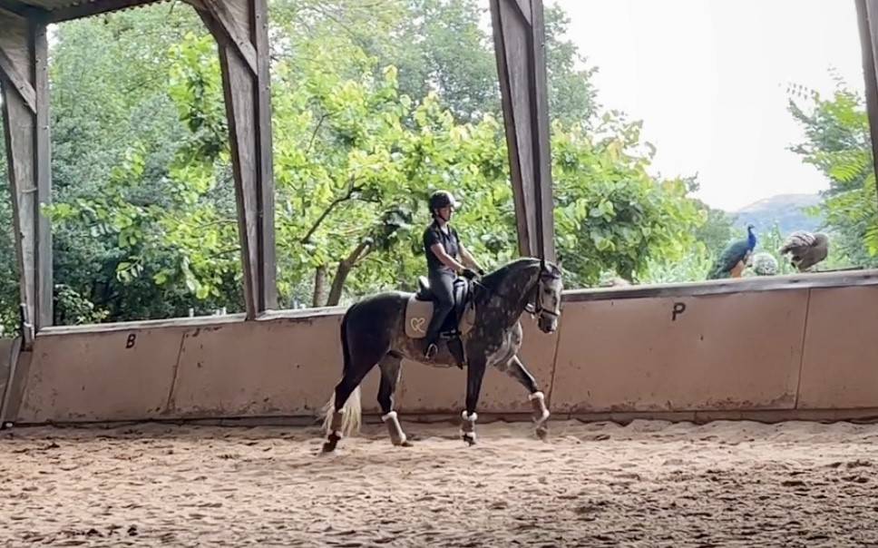 Caballo castrado Lusitano En venta 2018 Tordo por Soberano du Fesquet