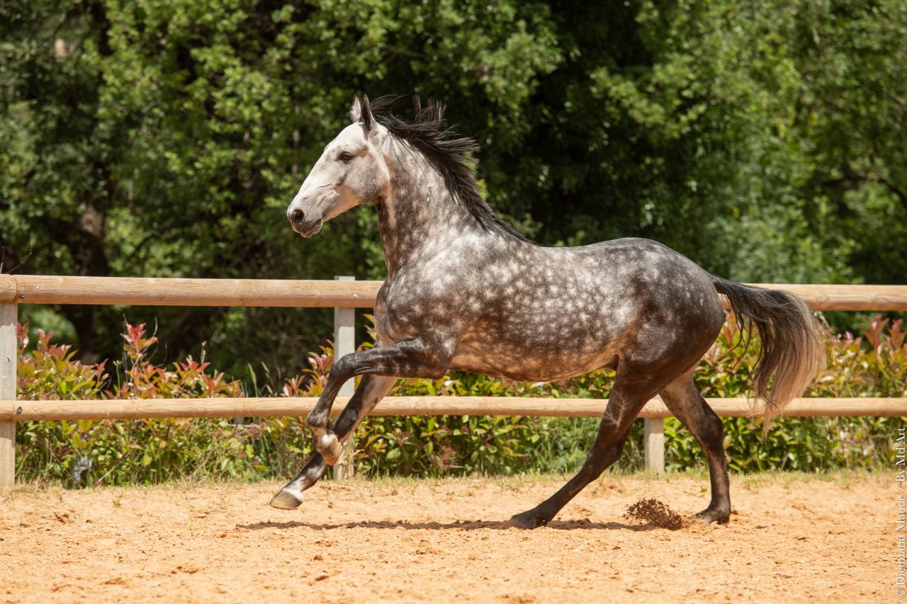 Caballo castrado Lusitano En venta 2018 Tordo por Soberano du Fesquet