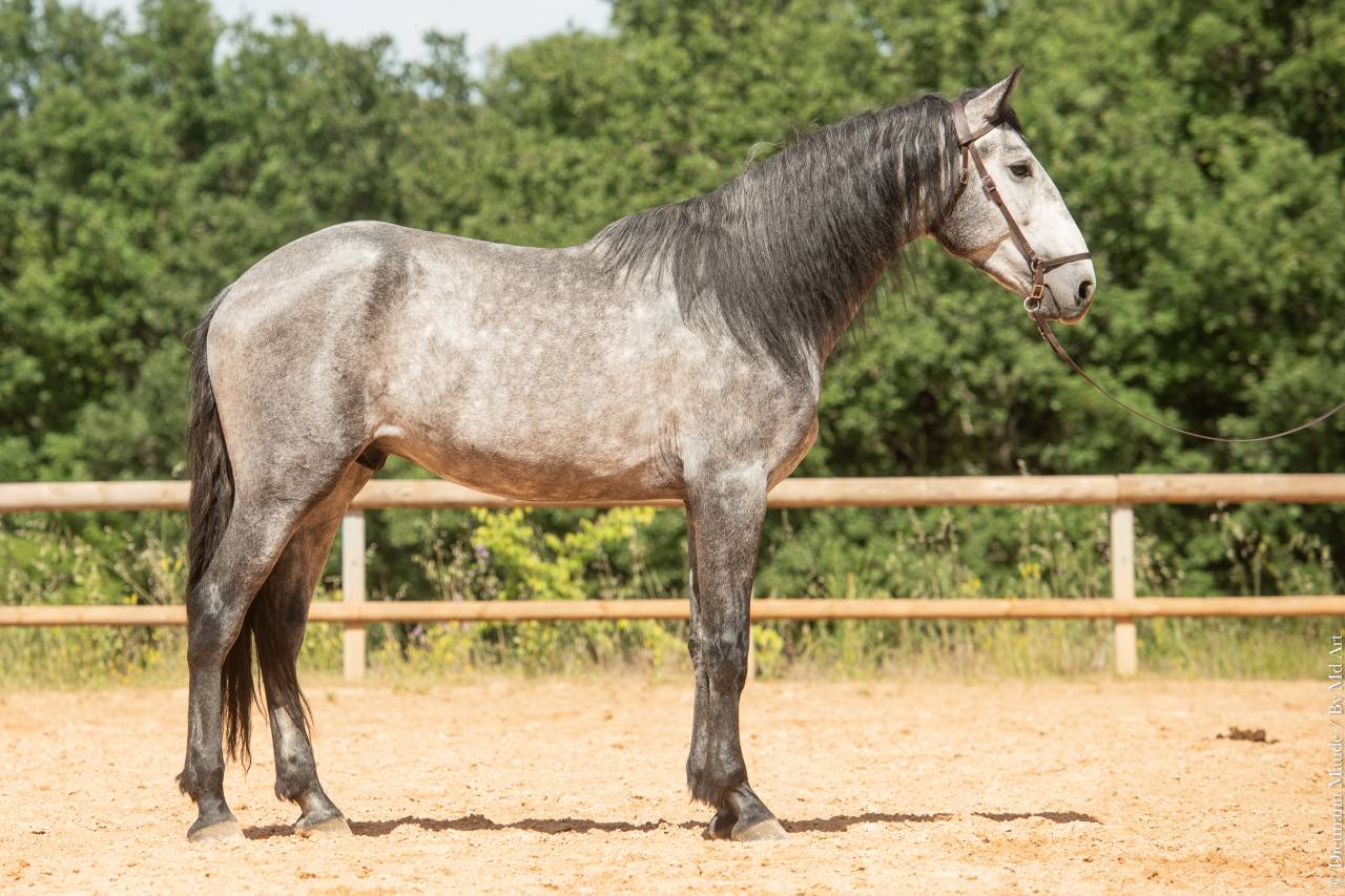 Caballo entero Lusitano En venta 2021 Tordo por Aslan du Fesquet