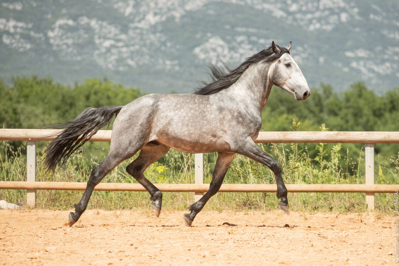 Caballo entero Lusitano En venta 2021 Tordo por Aslan du Fesquet