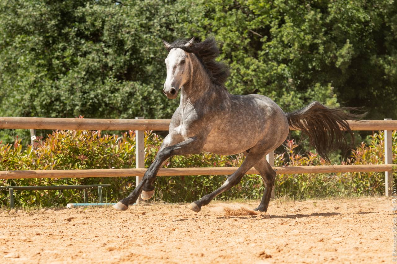 Caballo entero Lusitano En venta 2021 Tordo por Aslan du Fesquet