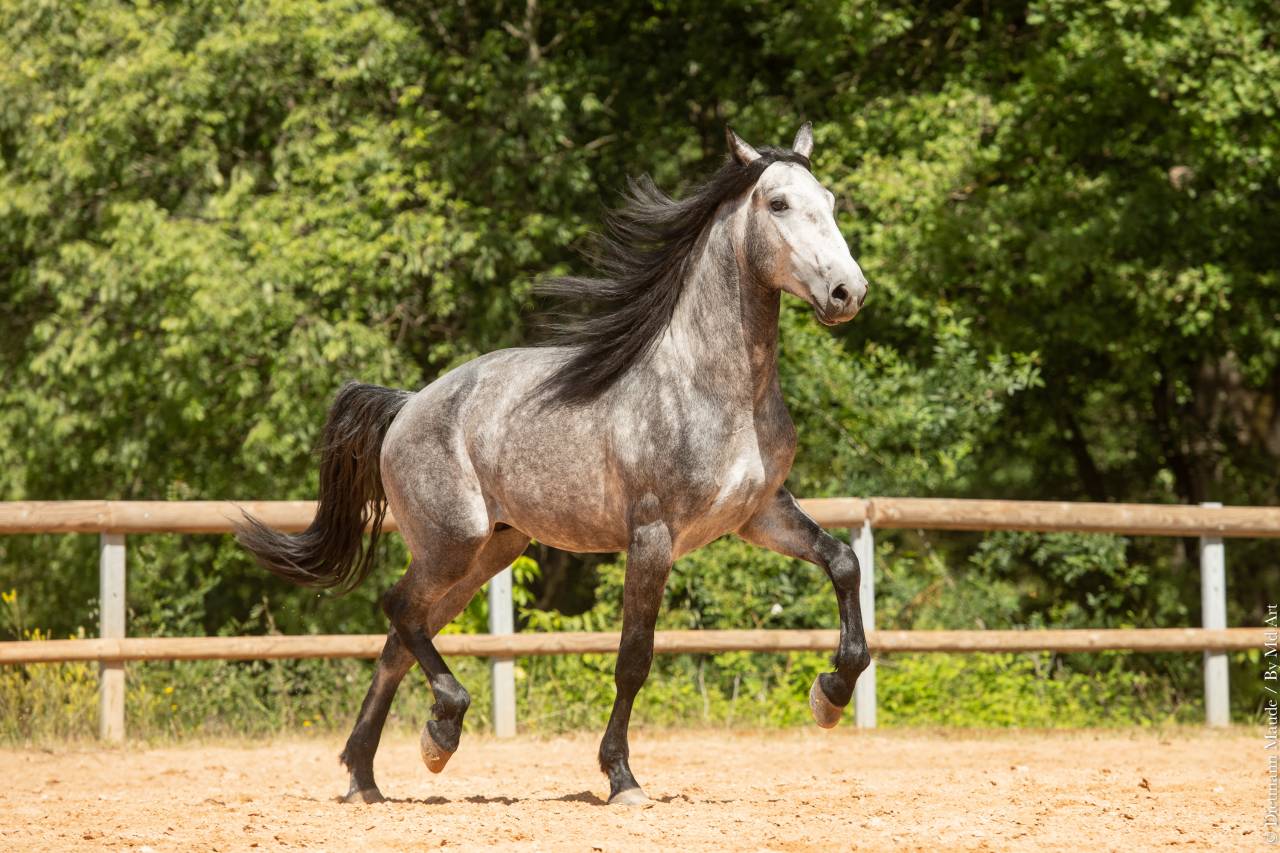 Caballo entero Lusitano En venta 2021 Tordo por Aslan du Fesquet