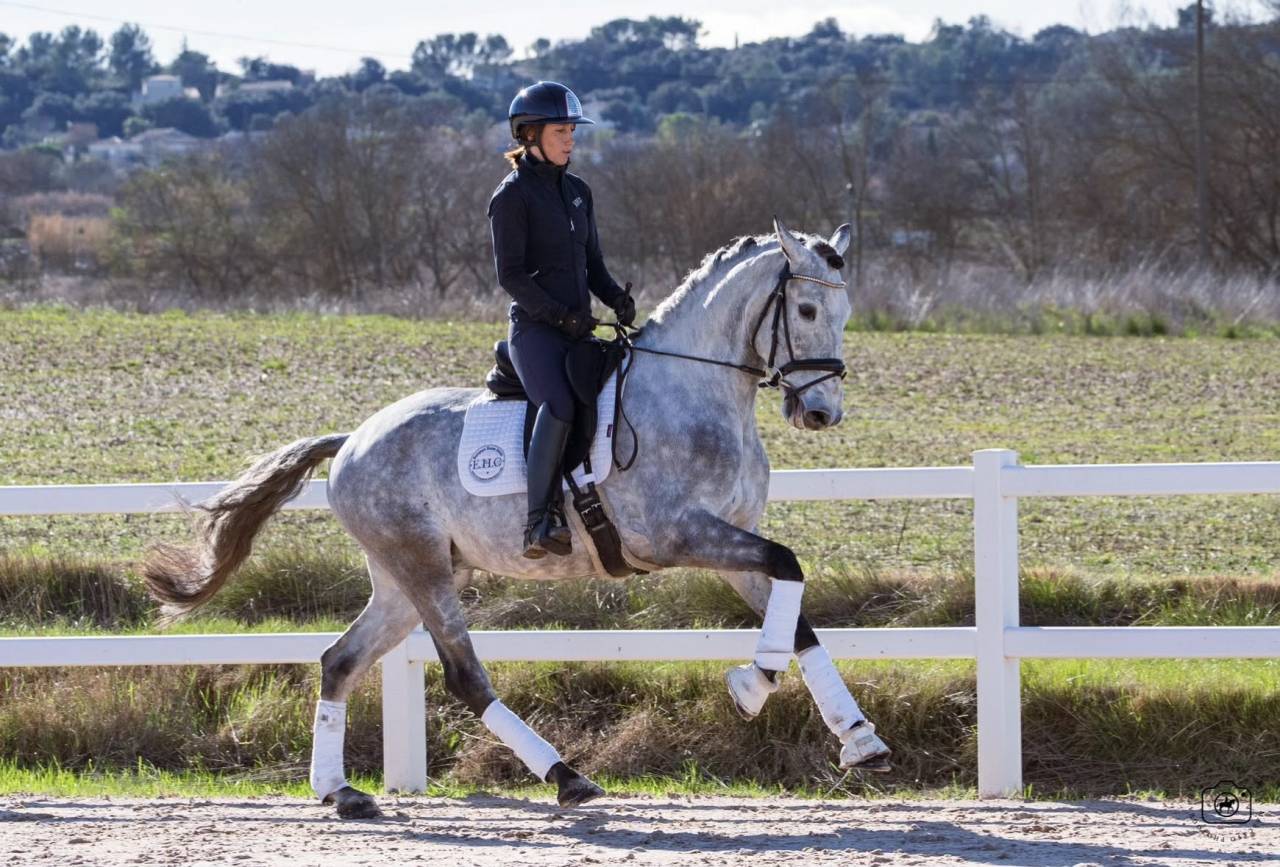 Caballo castrado Lusitano En venta 2021 Tordo por Aslan du Fesquet