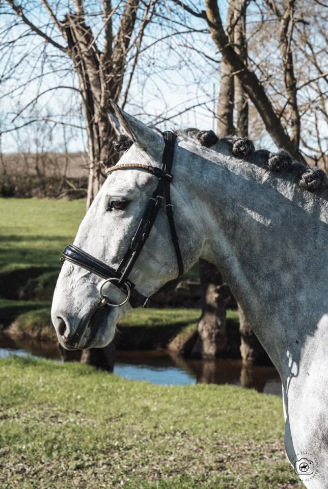 Caballo castrado Lusitano En venta 2021 Tordo por Aslan du Fesquet