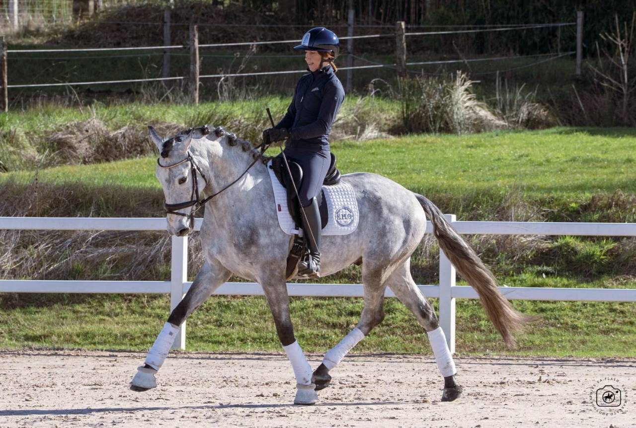 Caballo castrado Lusitano En venta 2021 Tordo por Aslan du Fesquet