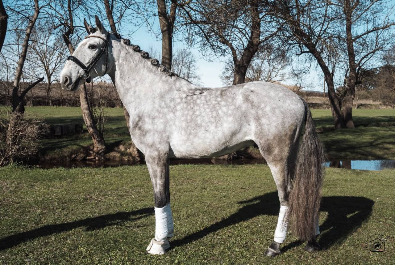 Caballo castrado Lusitano En venta 2021 Tordo por Aslan du Fesquet