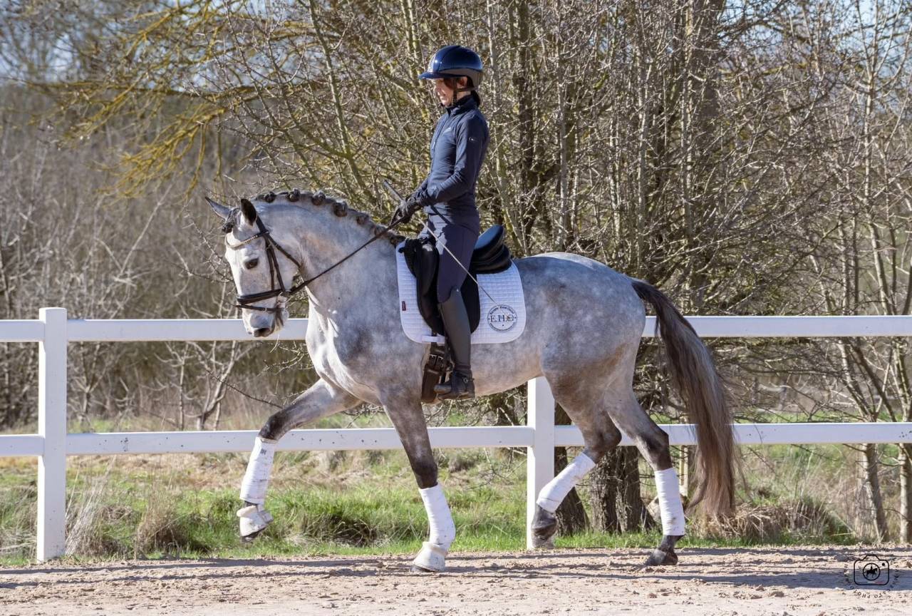 Caballo castrado Lusitano En venta 2021 Tordo por Aslan du Fesquet