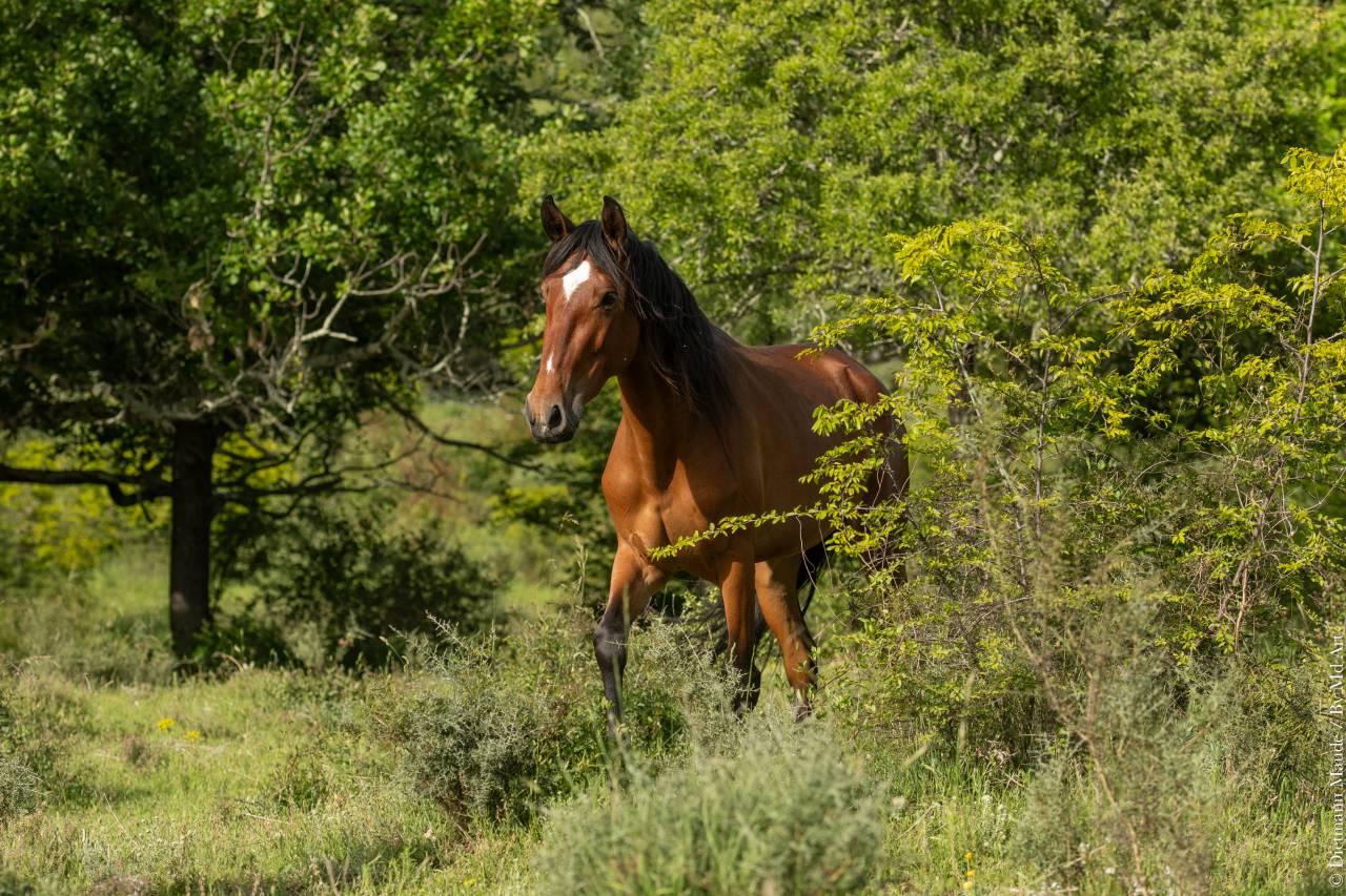 Yegua Lusitano En venta 2021 Bayo por DIOR DU FESQUET