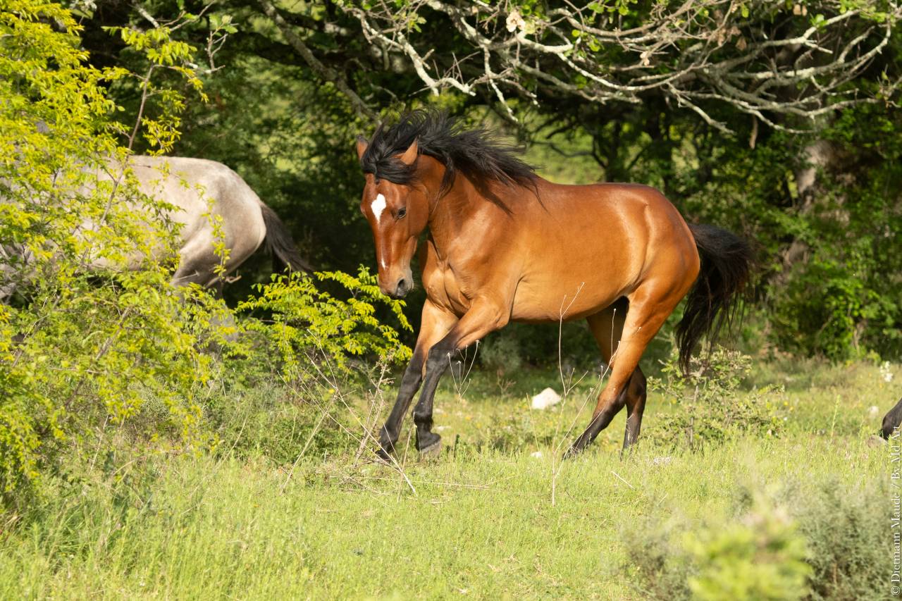 Yegua Lusitano En venta 2021 Bayo por DIOR DU FESQUET