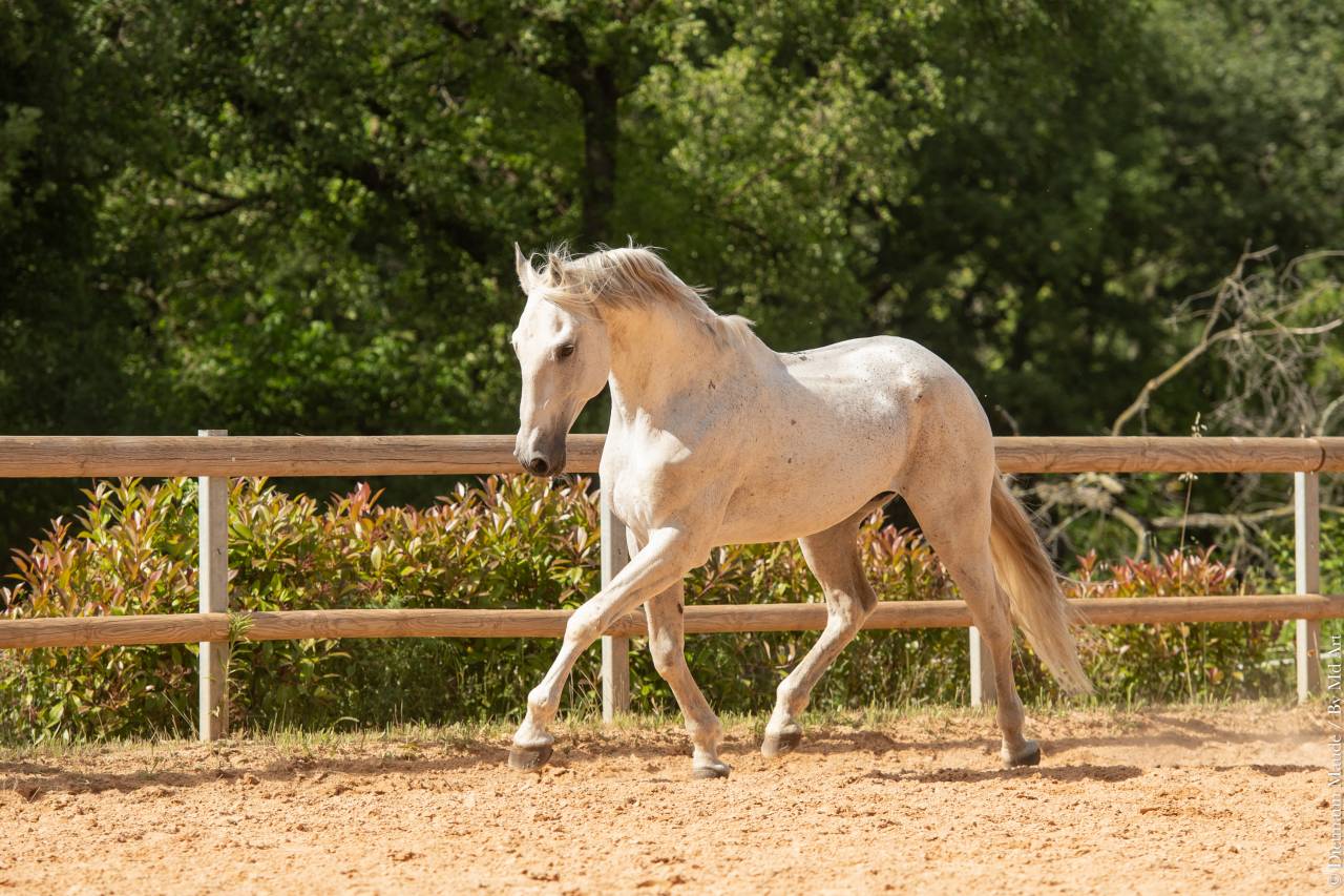 Soberano du Fesquet - Lusitano 2006 por HOSTIL JGB