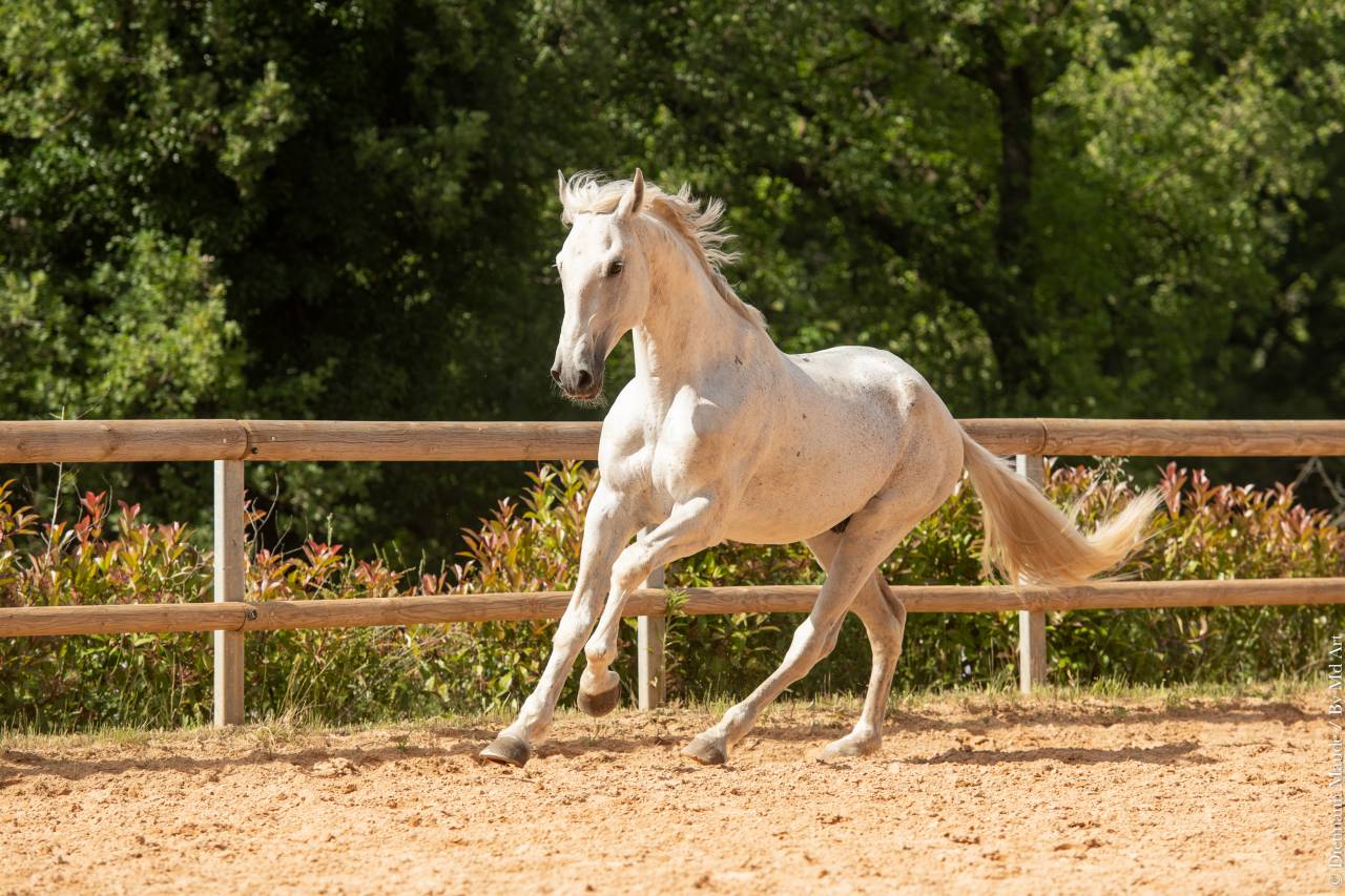 Soberano du Fesquet - Lusitano 2006 por HOSTIL JGB