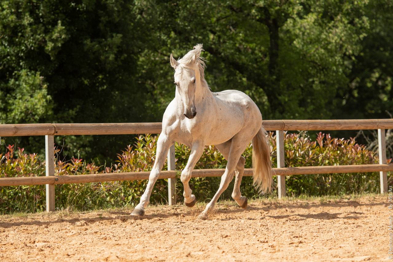 Soberano du Fesquet - Lusitano 2006 por HOSTIL JGB