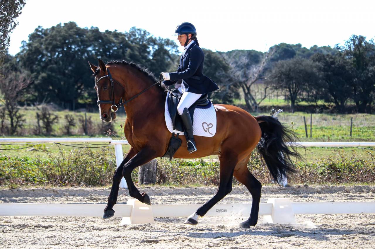 Dior du Fesquet - Lusitano 2013 por Rubi Ar