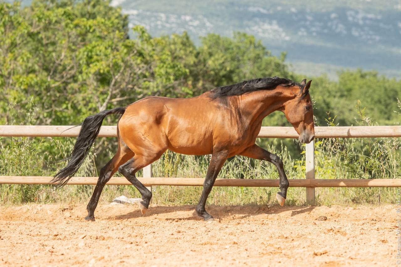 Aslan du Fesquet - Lusitano 2010 por QUEMOY DU FESQUET