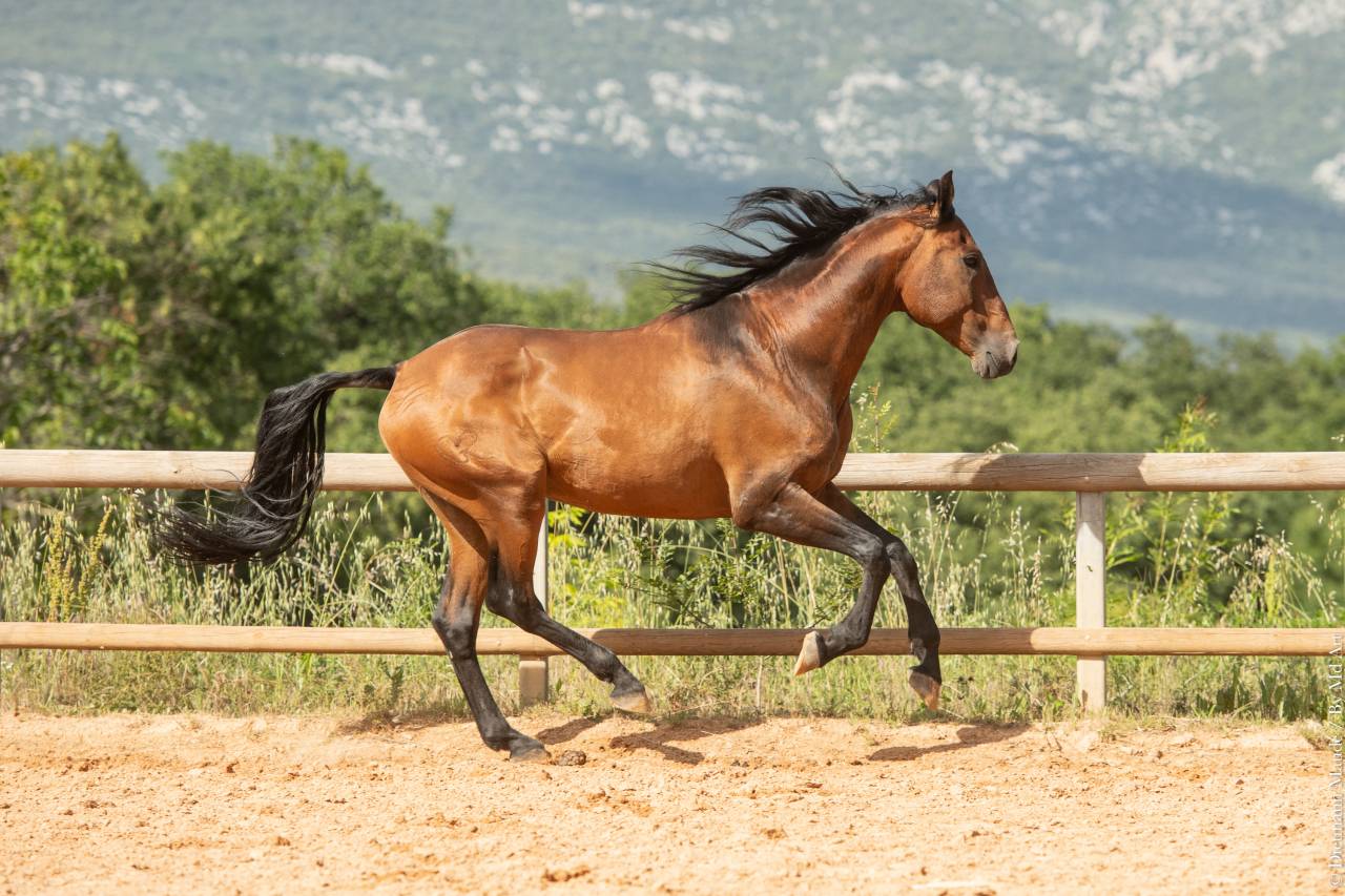 Aslan du Fesquet - Lusitano 2010 por QUEMOY DU FESQUET