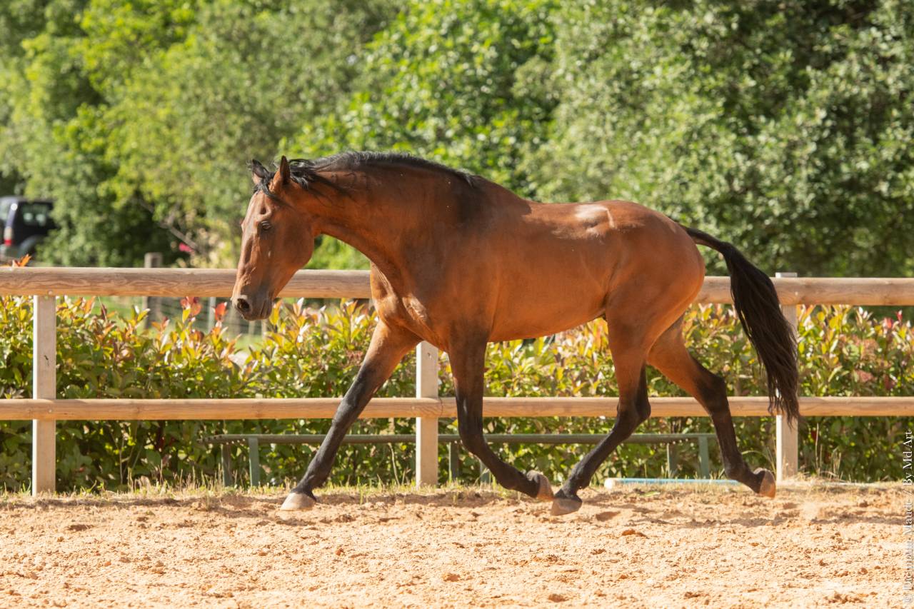 Aslan du Fesquet - Lusitano 2010 por QUEMOY DU FESQUET