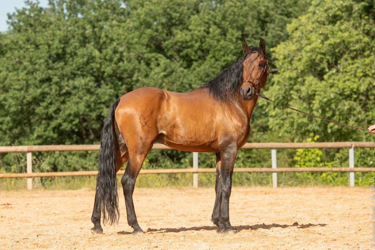 Aslan du Fesquet - Lusitano 2010 por QUEMOY DU FESQUET