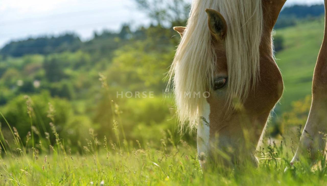 Centro ecuestre En venta Ain