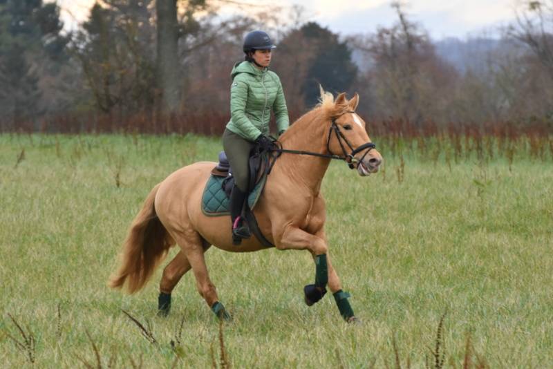 Sueno Carthago - PRE Pura Raza Española 2020