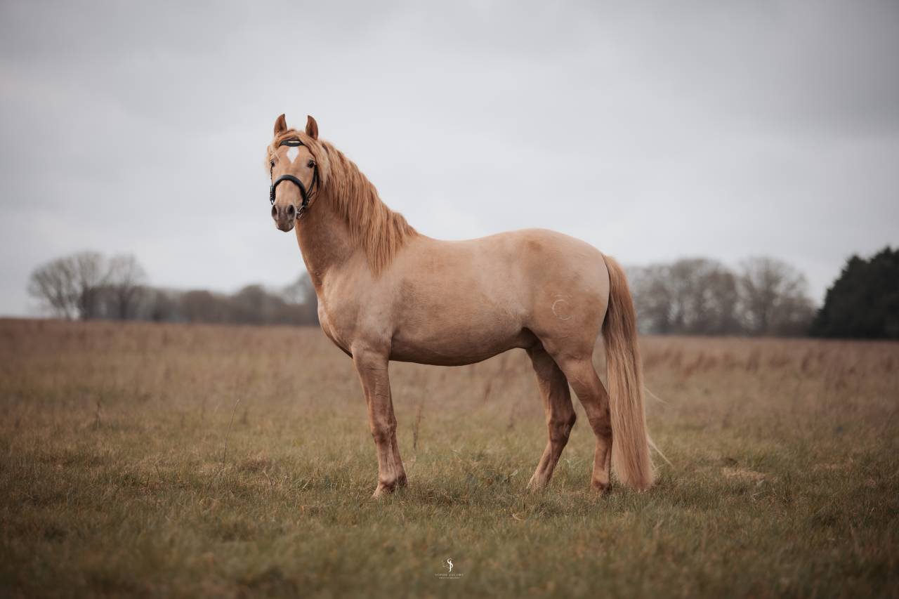 Sueno Carthago - PRE Pura Raza Española 2020