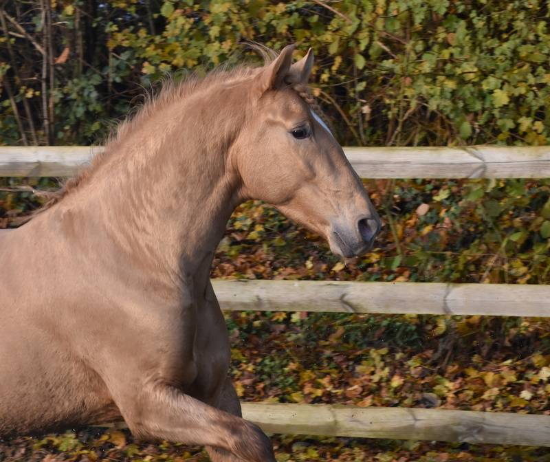 Sueno Carthago - PRE Pura Raza Española 2020