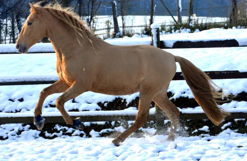 Sueno Carthago - PRE Pura Raza Española 2020
