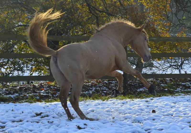 Sueno Carthago - PRE Pura Raza Española 2020