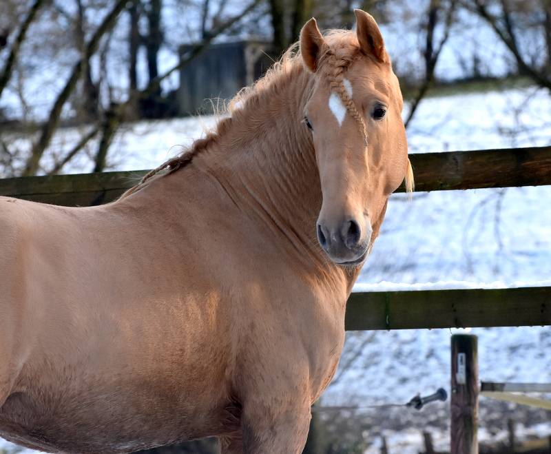 Sueno Carthago - PRE Pura Raza Española 2020