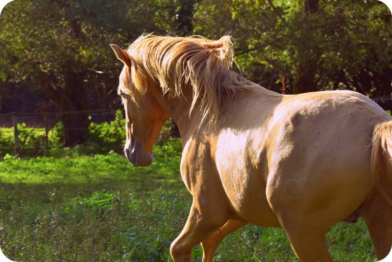 Sueno Carthago - PRE Pura Raza Española 2020