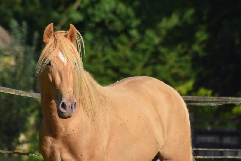 Sueno Carthago - PRE Pura Raza Española 2020