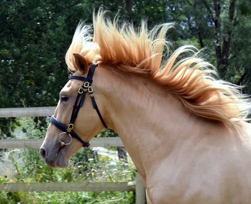 Sueno Carthago - PRE Pura Raza Española 2020