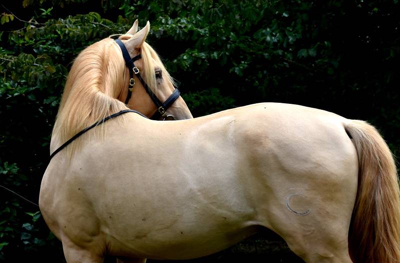 Sueno Carthago - PRE Pura Raza Española 2020