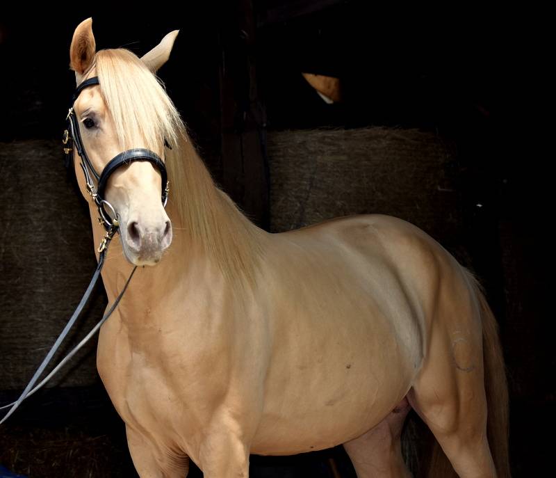 Sueno Carthago - PRE Pura Raza Española 2020