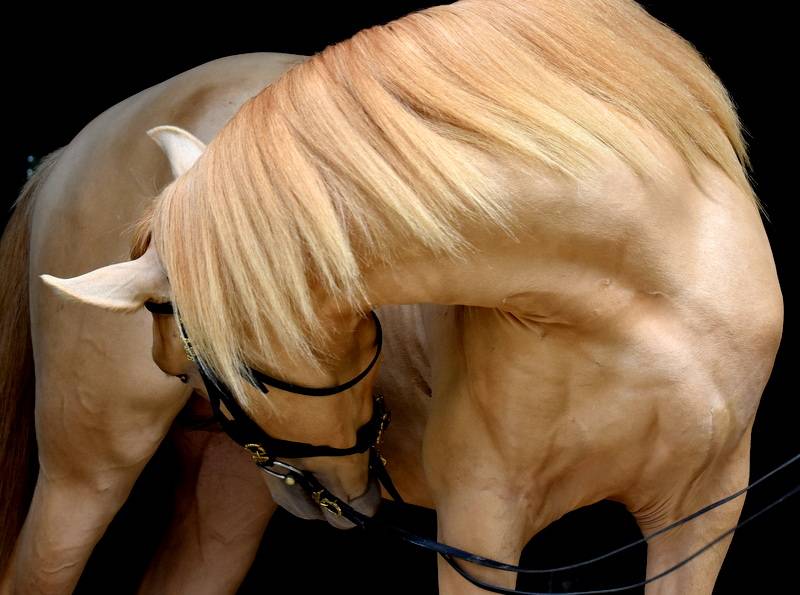 Sueno Carthago - PRE Pura Raza Española 2020